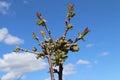 Closeup of a newly planted cherry tree blooming under the sunlight and a blue sky