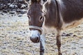 Closeup of nice donkey in a meadow