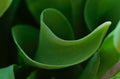 Closeup of the nicely swung green tulip leaf