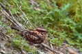 Closeup of a Nightjar on the ground covered in greenery and tree branches under the sunlight Royalty Free Stock Photo