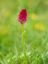 Closeup of a Nigritella orchid in the Austrian Alps