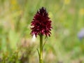 Closeup of a Nigritella orchid on a sunny day in summer