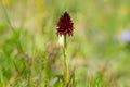 Closeup of a Nigritella orchid on a sunny day in summer