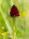 Closeup of a Nigritella orchid on a sunny day in summer