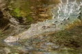 Closeup of the Nile crocodile floating on the water surface. Crocodylus niloticus.