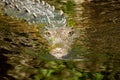 Closeup of the Nile crocodile floating on the water surface. Crocodylus niloticus.