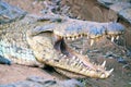 Closeup of Nile crocodile with open mouth showing teeth at zoo in east Africa Royalty Free Stock Photo