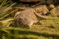 Closeup of the Nile crocodile resting on the green grass. Crocodylus niloticus. Royalty Free Stock Photo