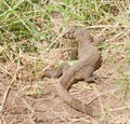 Closeup of Nile Monitor