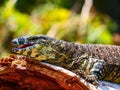 Closeup of a Nile monitor (Varanus niloticus) on a broken tree trunk against blurred background Royalty Free Stock Photo