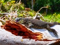 Closeup of a Nile monitor (Varanus niloticus) on a broken tree trunk against blurred background Royalty Free Stock Photo