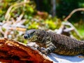 Closeup of a Nile monitor (Varanus niloticus) on a broken tree trunk against blurred background Royalty Free Stock Photo