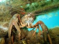 Closeup of a Noble crayfish in a lake under the lights in Germany