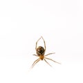Closeup of a Noble false widow under the lights isolated on a white background