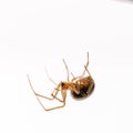 Closeup of a Noble false widow under the lights isolated on a white background