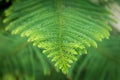 Closeup of Nolfolk island pine leaves