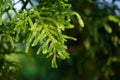 Closeup of Nolfolk island pine leaves