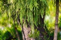 Closeup of Nolfolk island pine leaves