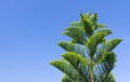 Closeup of Nolfolk island pine leaves