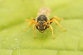 Closeup of Nomada succincta bee perching on plant leaf Royalty Free Stock Photo