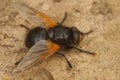 Closeup on a noon or noonday fly, Mesembrina meridiana sitting on the ground