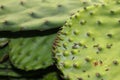 Closeup of Nopal con espinas or the Opuntia cacti or prickly pear a common indgredient in Mexicn cuisine dishes and medicine