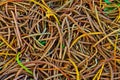 Closeup of Norfolk Island Pines Needles