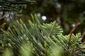 Closeup of Norfolk pine needles and branches