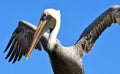 A North American adult brown pelican drying its wing feathers against a bright blue sky Royalty Free Stock Photo
