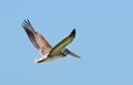 A North American brown pelican flapping wings up while flying showing beautiful feather detail. Royalty Free Stock Photo