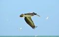 A North American brown pelican flapping wings down while flying showing beautiful feather detail. Royalty Free Stock Photo