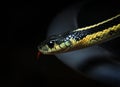 Closeup of North American common Garter snake