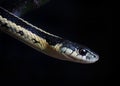 Closeup of North American common Garter snake Royalty Free Stock Photo