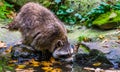 Closeup of a north american raccoon drinking water, tropical animal specie from north America Royalty Free Stock Photo