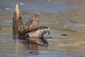 Closeup of a North American river otter (Lontra canadensis) in water Royalty Free Stock Photo