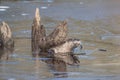 Closeup of a North American river otter (Lontra canadensis) in water Royalty Free Stock Photo