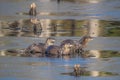 Closeup of North American river otters (Lontra canadensis) in water