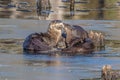 Closeup of North American river otters (Lontra canadensis) in water Royalty Free Stock Photo