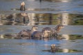 Closeup of North American river otters (Lontra canadensis) in water Royalty Free Stock Photo