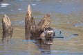 Closeup of North American river otters (Lontra canadensis) in water Royalty Free Stock Photo