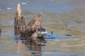 Closeup of North American river otters (Lontra canadensis) in water
