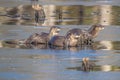 Closeup of North American river otters (Lontra canadensis) in water Royalty Free Stock Photo