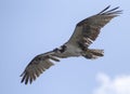 A North American osprey Pandion haliaetus in flight Royalty Free Stock Photo