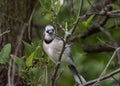 Closeup of a northern blue jay, Cyanocitta cristata bromia perched on the branch. Royalty Free Stock Photo