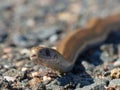 Northern Brown Snake Front View 1 Royalty Free Stock Photo