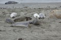 Closeup of Northern Elephant Seals resting on a beach