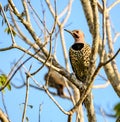 Closeup of a Northern flicker standing on a tree branch under a blue sky with a blurry background
