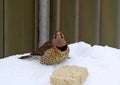 Closeup of a Northern Flicker woodpecker