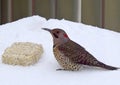 Closeup of a Northern Flicker woodpecker