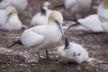 Closeup of northern gannet tending to fledgling in its breeding colony of Bonaventure Island Royalty Free Stock Photo